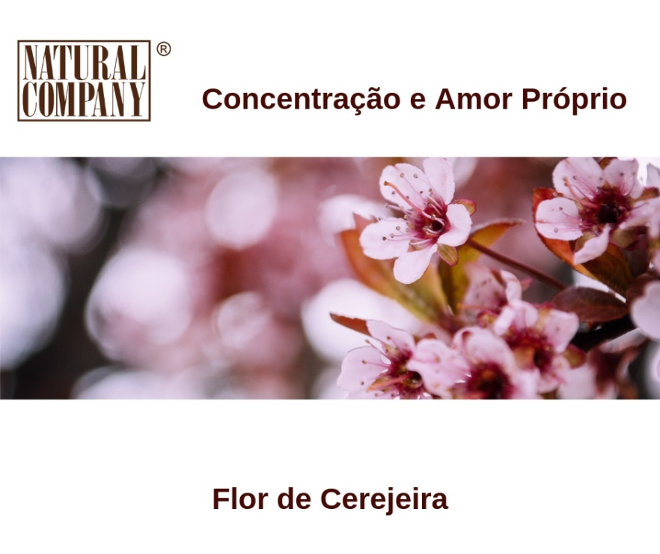 Flor de Cerejeira